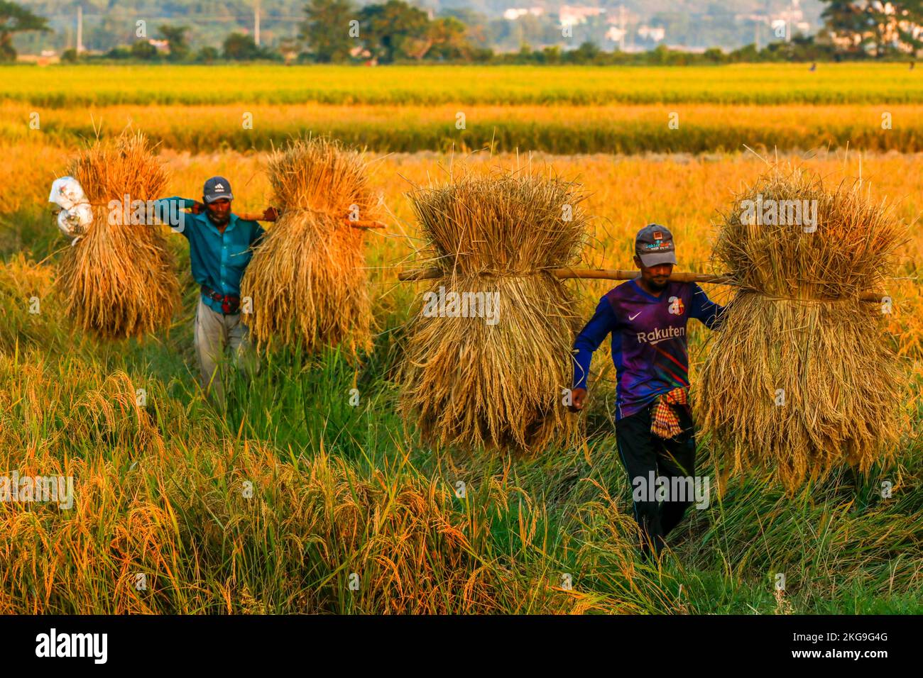 Dhaka, Dhaka, Bangladesh. 20th Nov, 2022. Farmers harvest rice at a