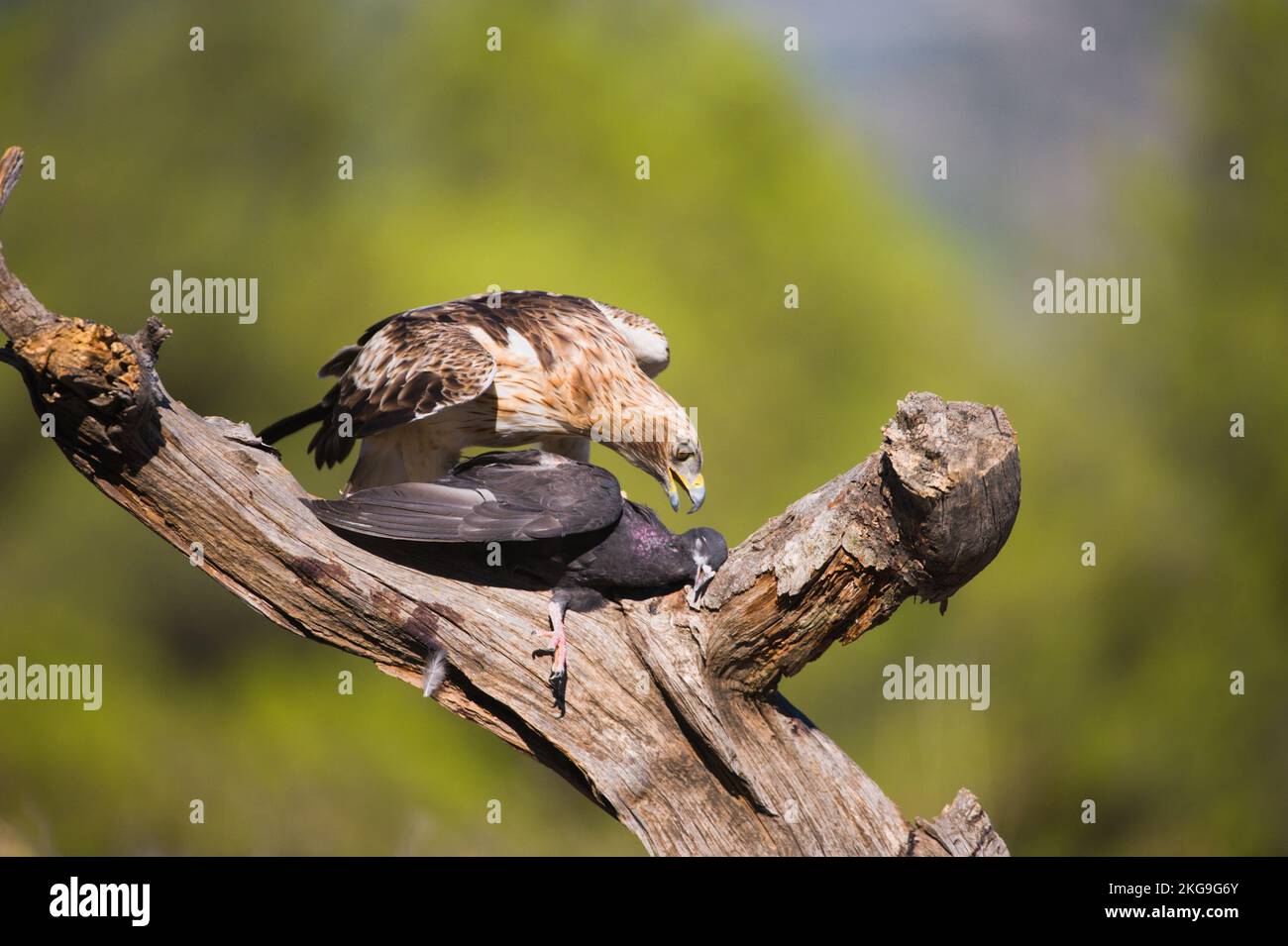 Aguila calzada alimentandose con una paloma Stock Photo