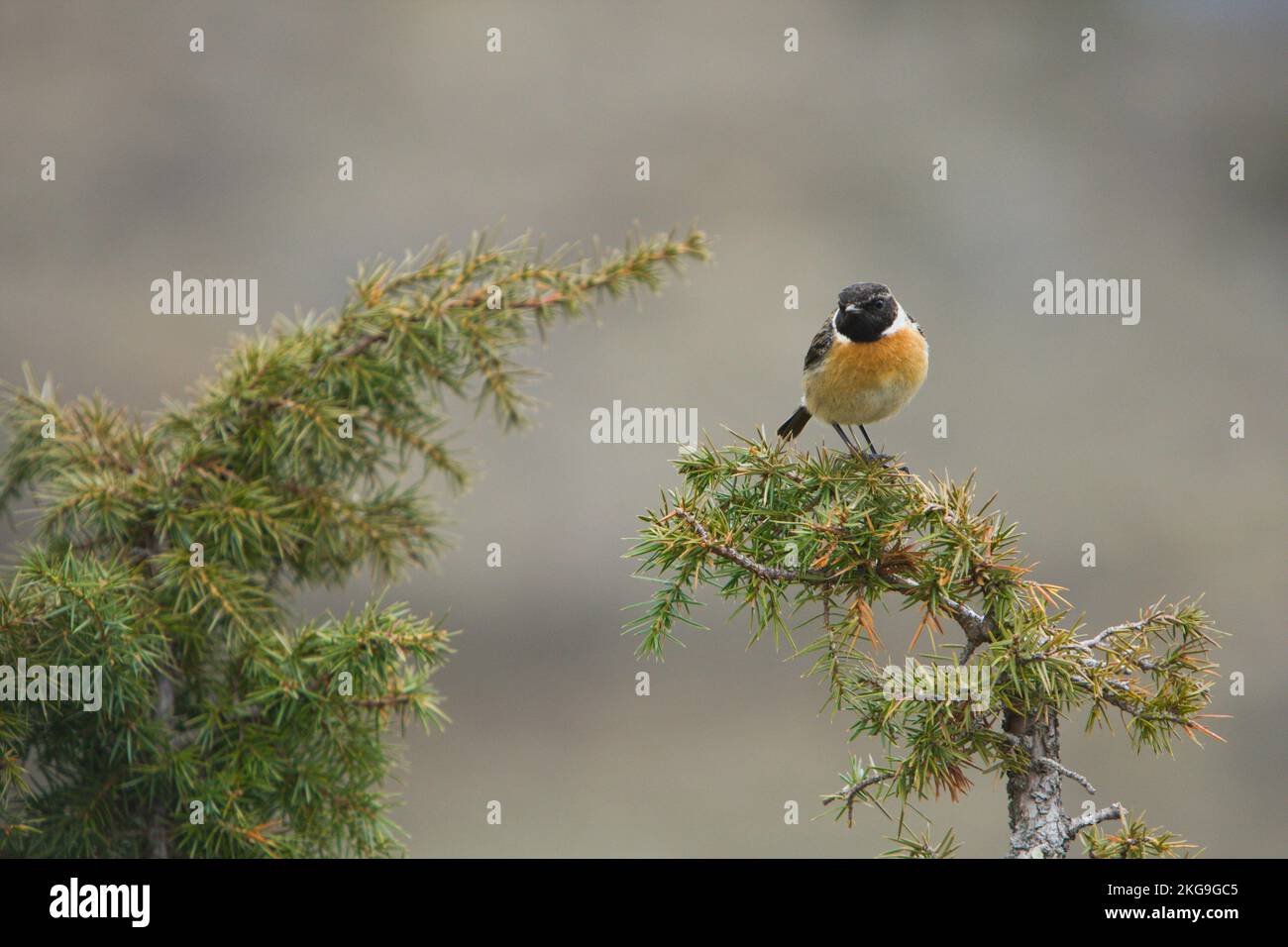 African stonechat or common stonechat (Saxicola torquatus Stock Photo ...