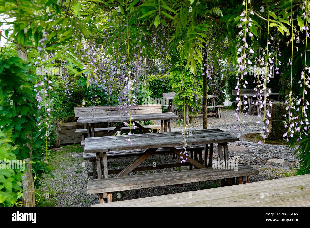 romantic beer garden with wooden benches and tables surrounded by lush greenery and flowers of Chinese wisteria on a fine spring day in Bavaria Stock Photo