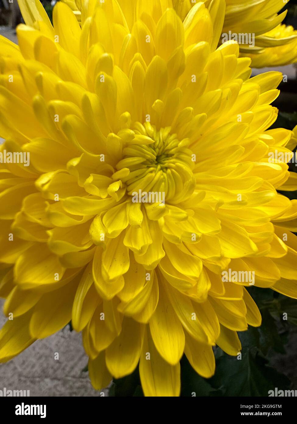 A closeup of yellow Chrysanthemum grandiflorum flower Stock Photo