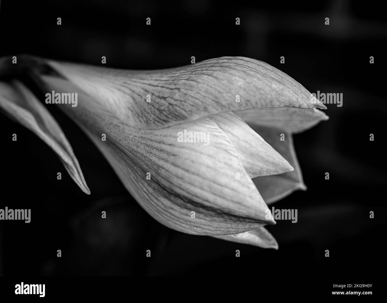 Photography of flower Black and White Stock Photos & Images - Alamy