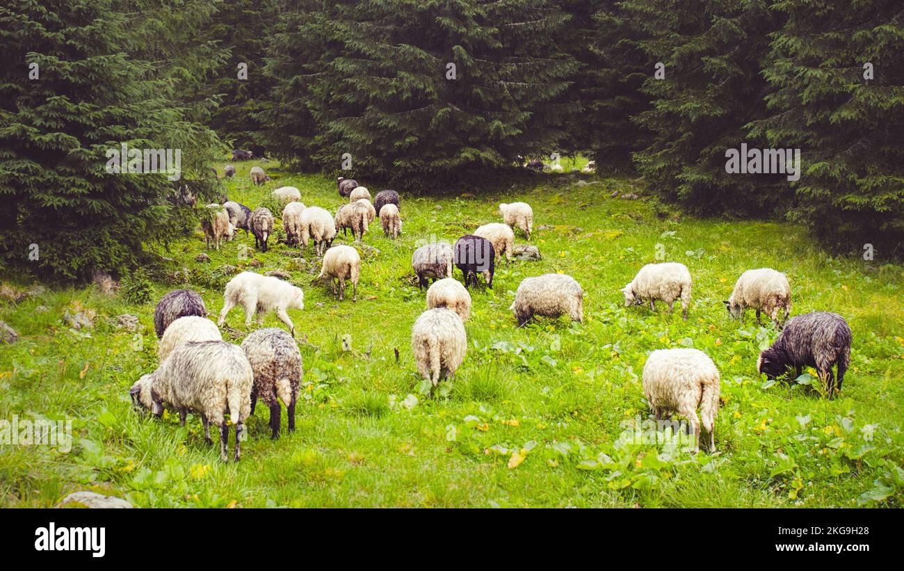 Flock of sheep grazing on green meadow Stock Photo - Alamy