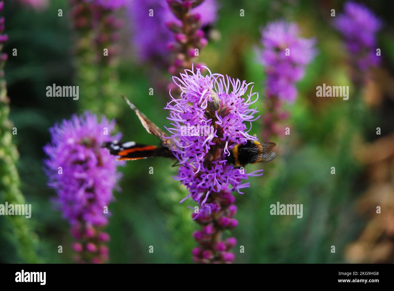 Beautiful purple flowers of Liatra - Liatris spicata. Butterfly and  bumblebee on a flower. Blazing star. Gayfeather, gay feather. Stock Photo