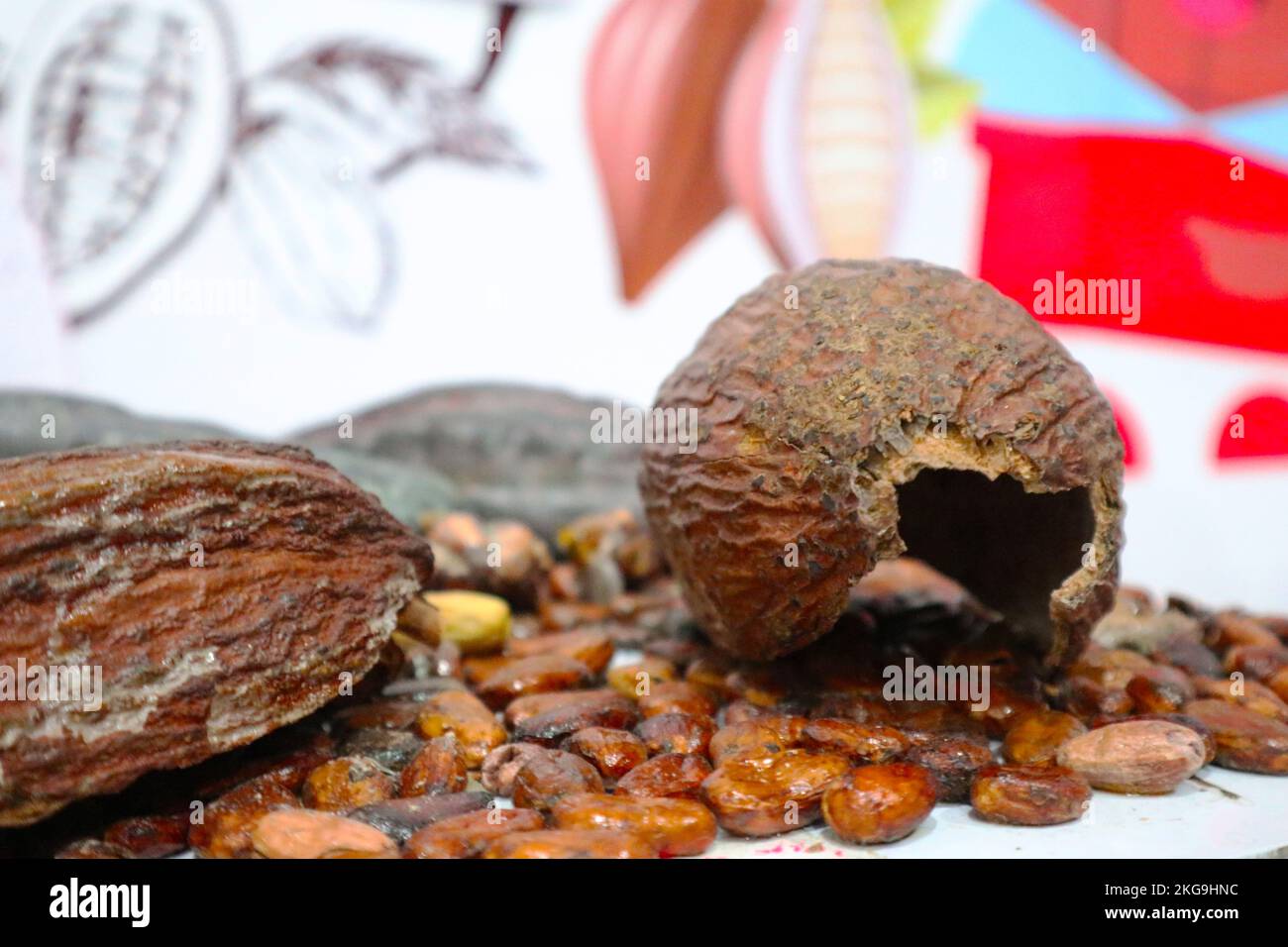 cocoa beans. chocolate beans, chocolate making. chocolate grains Stock