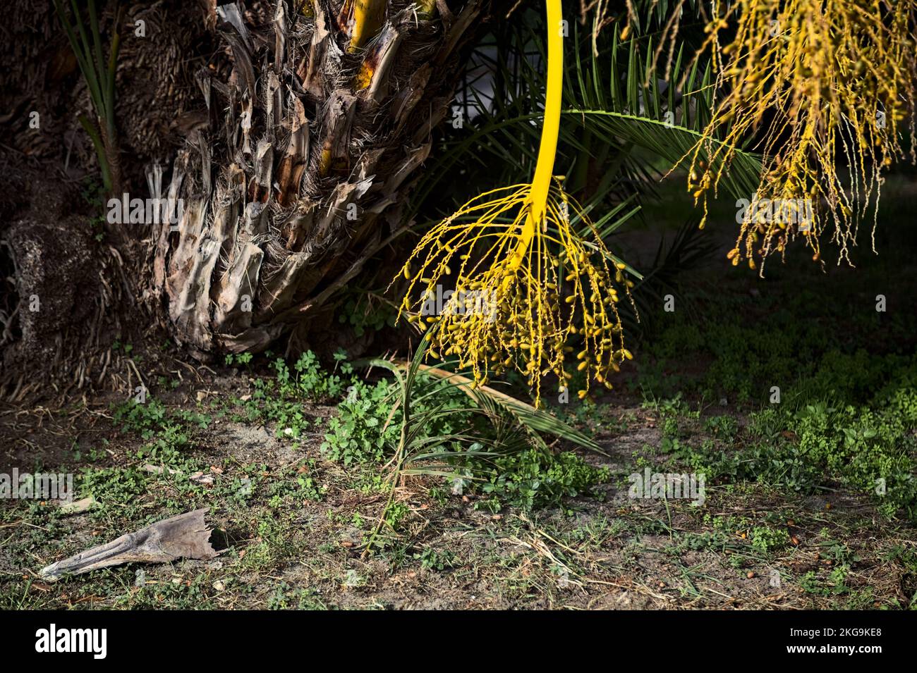 Over Ripe Dates Ripe dates on the plant seen up close Stock Photo - Alamy