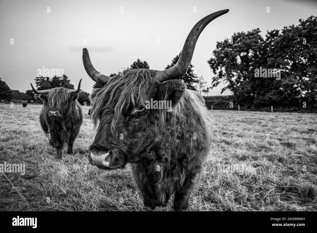A grayscale of a Highland cow (Bos Taurus Taurus) with long horns and a long shaggy coat in a pasture Stock Photo