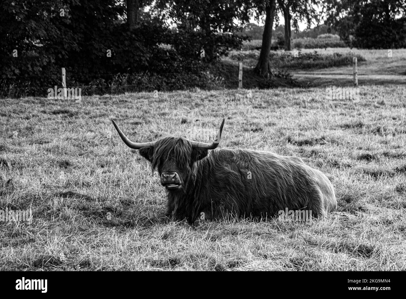 A grayscale of a Highland cow (Bos Taurus Taurus) sitting in the pasture with its long horns, a long shaggy coat Stock Photo