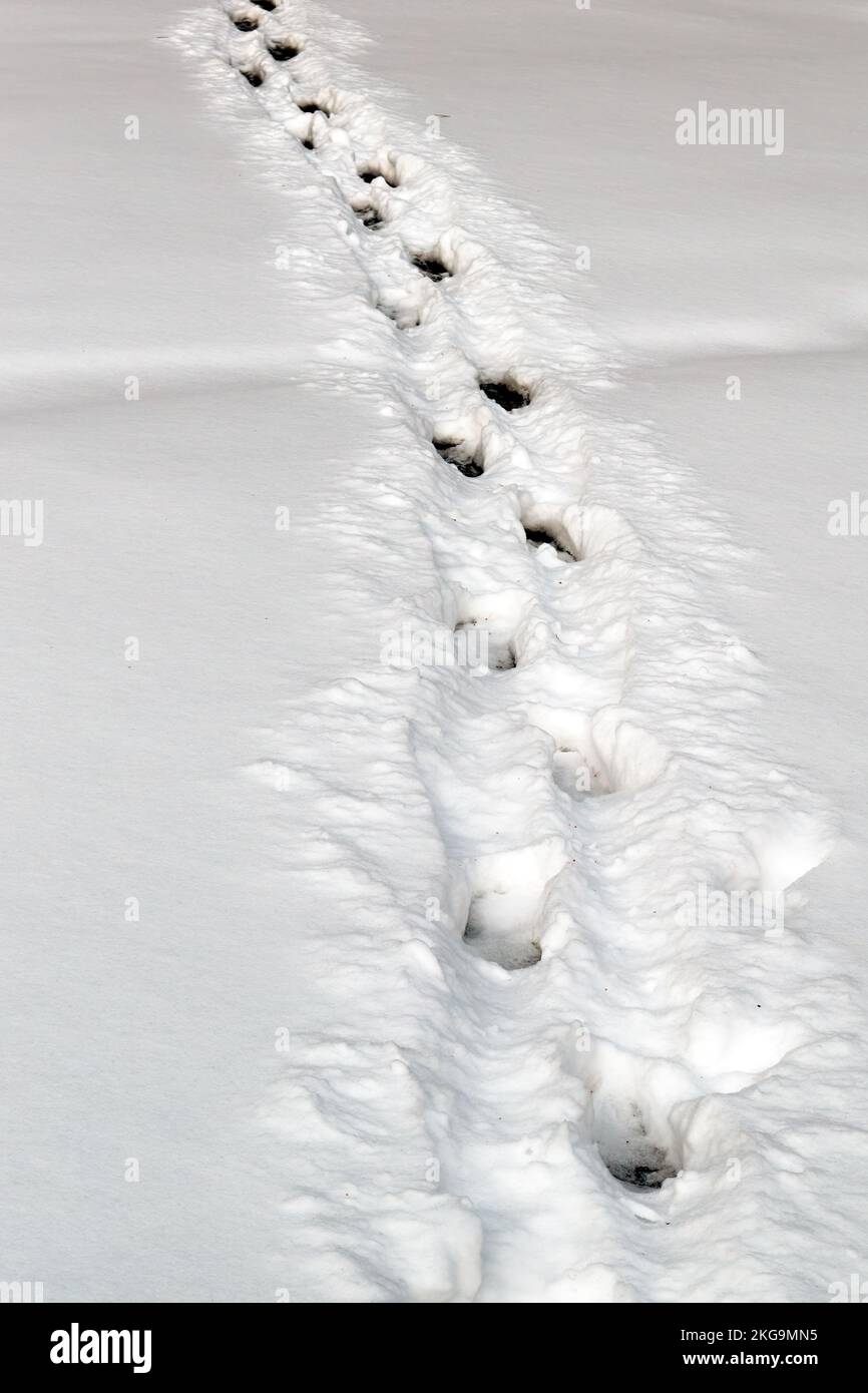 Close-up of a chain of human footprints in deep snow Stock Photo - Alamy