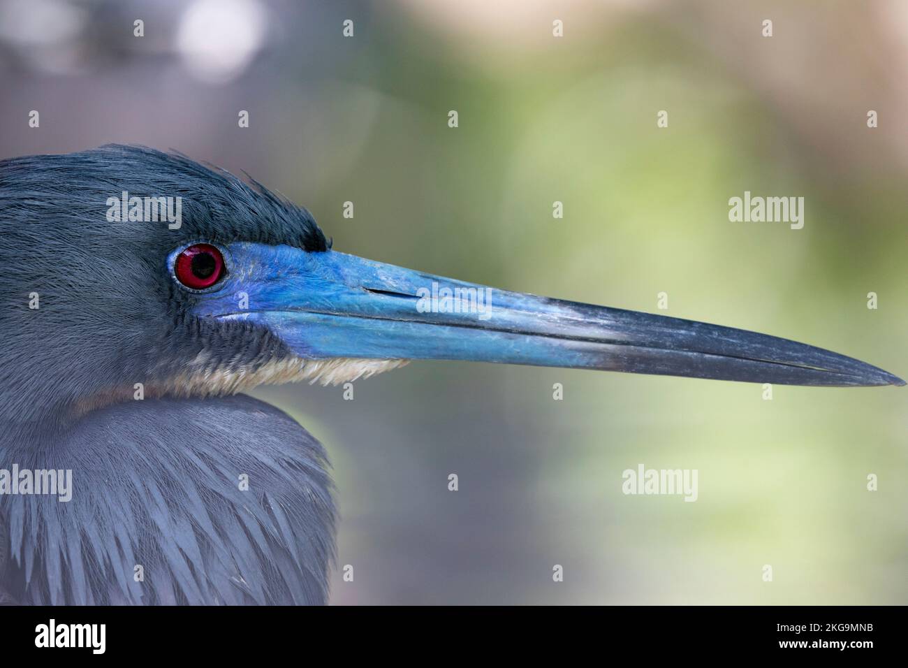 Close up horizontal portrait of beautiful eye and blue hues of beak and plumage of heron in St. Augustine, Florida. Copy space in bokeh background. Stock Photo