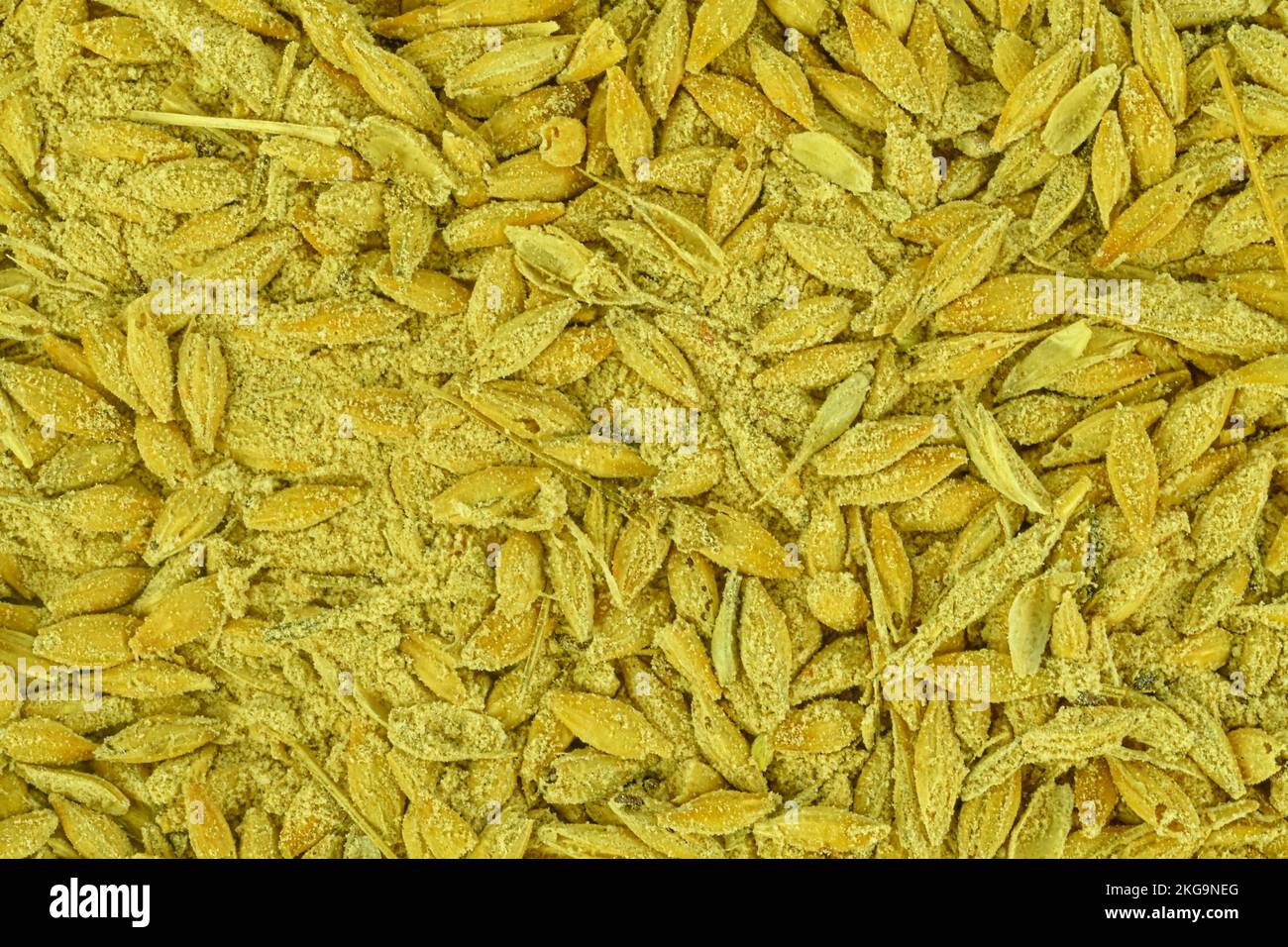 Full frame of rotten barley grains. Moldy barley grains. Mycotoxins