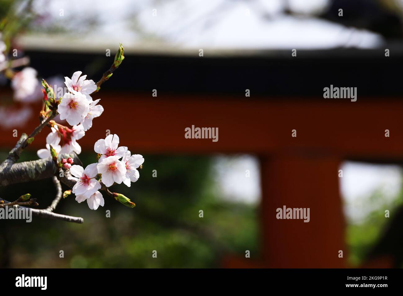Scenery of Kamakura, Japan Cherry blossoms and red shrine torii Stock Photo