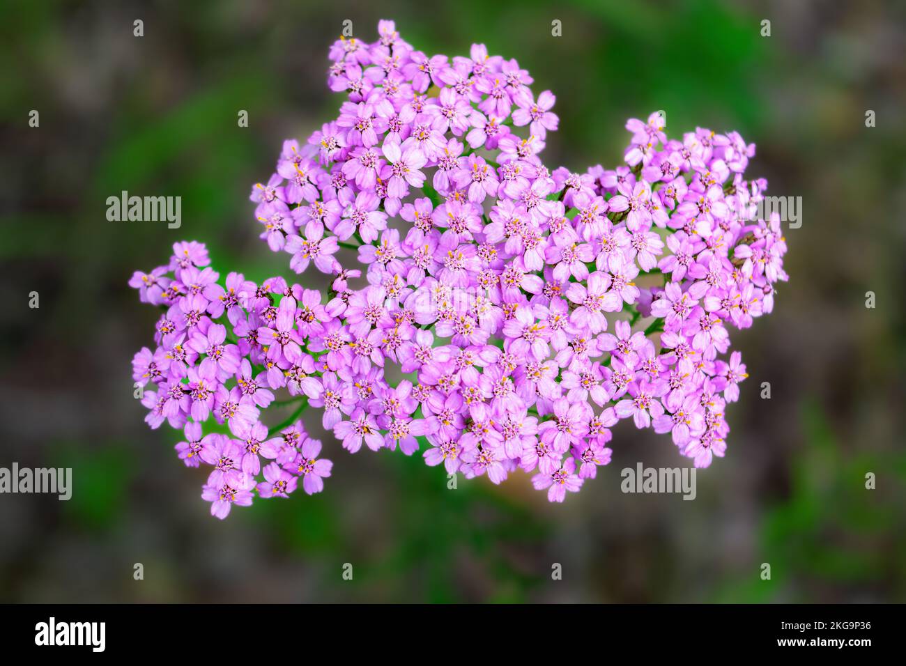 Purple yarrow Achillea millefolium against green natural background. Stock Photo