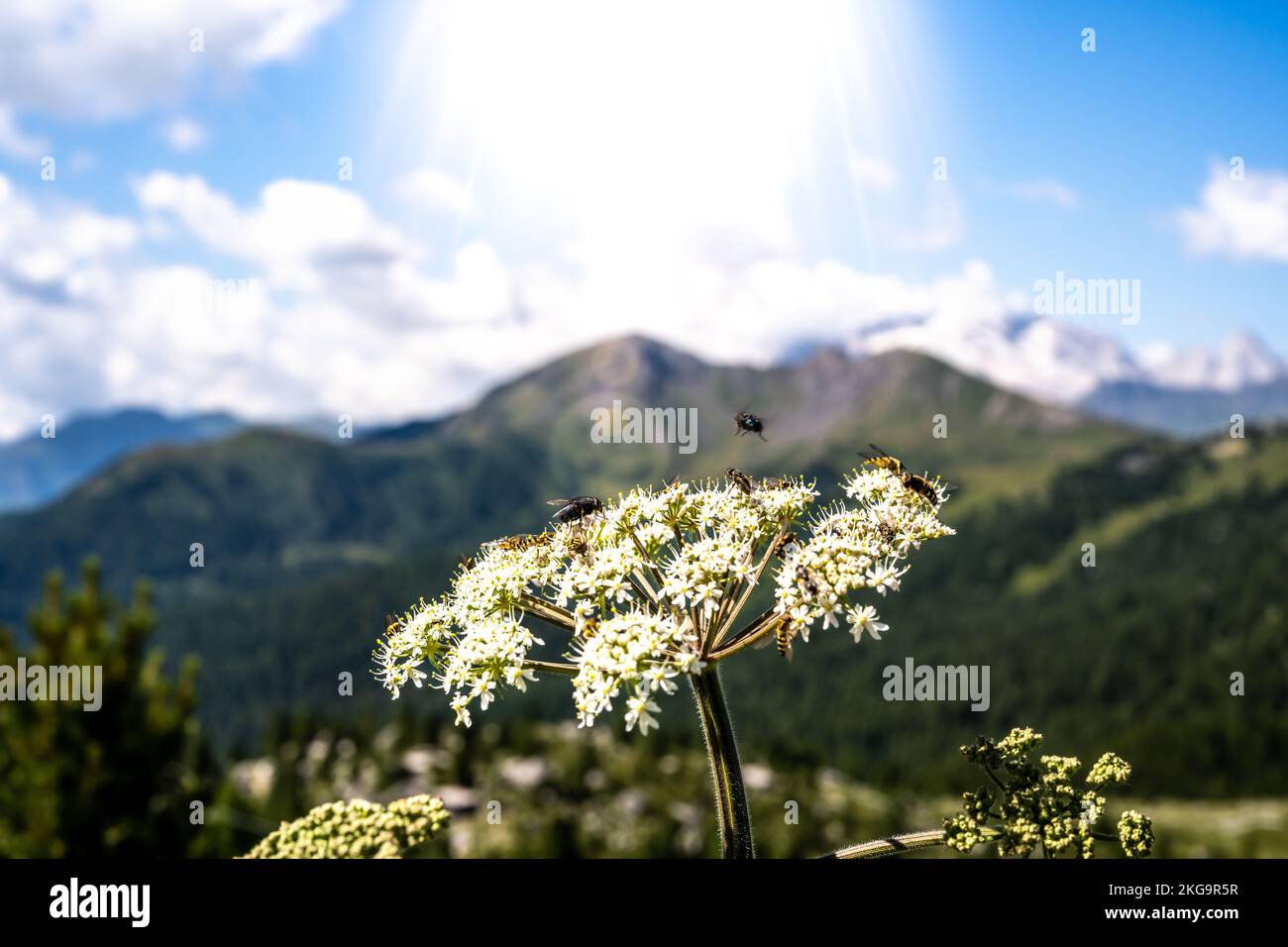 Description: Insects feed nektar on white flower in the morning with Marmolada group in the background. Falzarego pass, Dolomites, South Tirol, Italy, Stock Photo