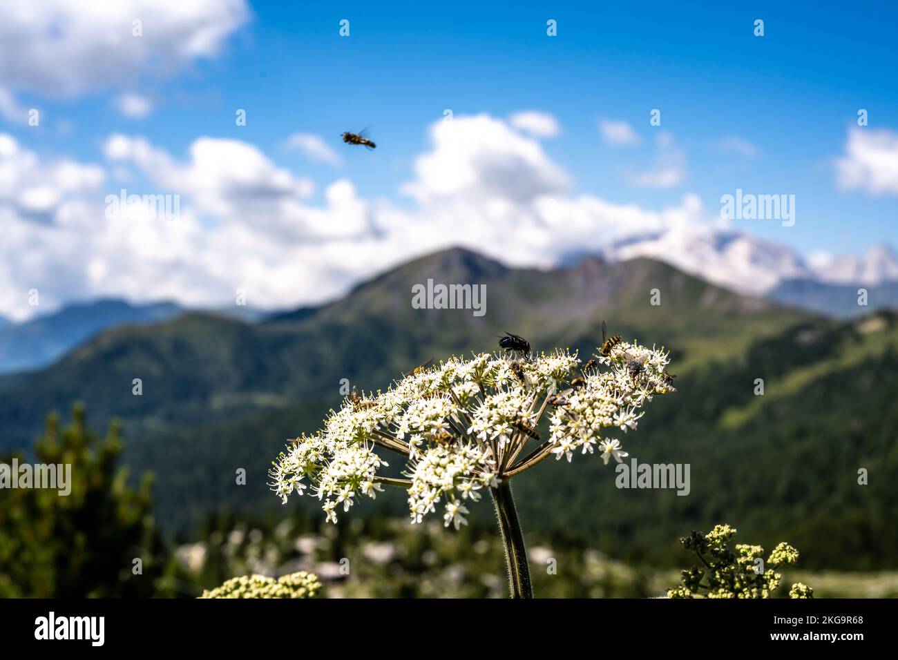 Description: Insects feed nektar on white flower in the morning with Marmolada group in the background. Falzarego pass, Dolomites, South Tirol, Italy, Stock Photo