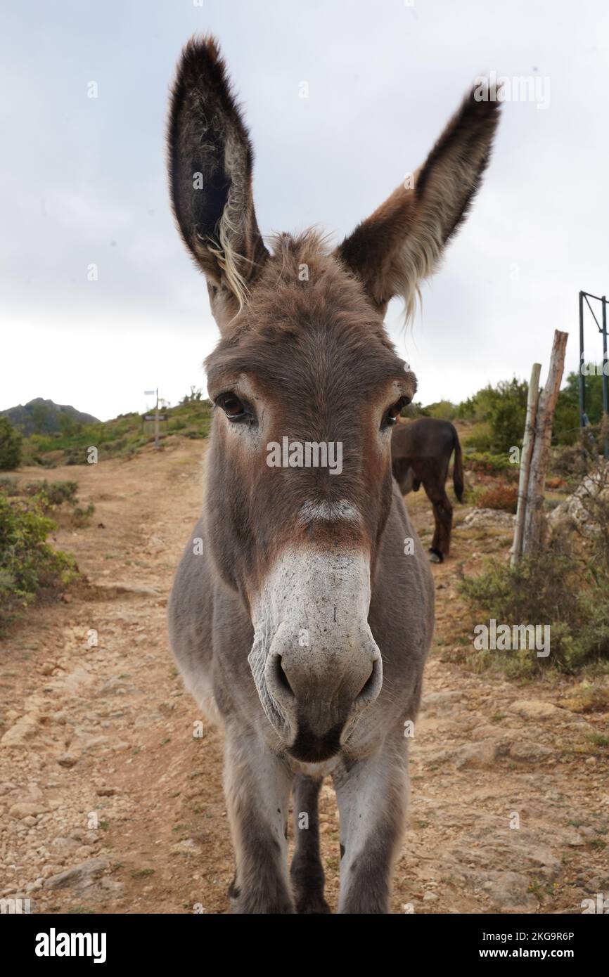 A Vertical Closeup Of A Cute Donkey Equus Asinus In The Farm Stock A Vertical Closeup Of A Cute Donkey Equus Asinus In The Farm Stock