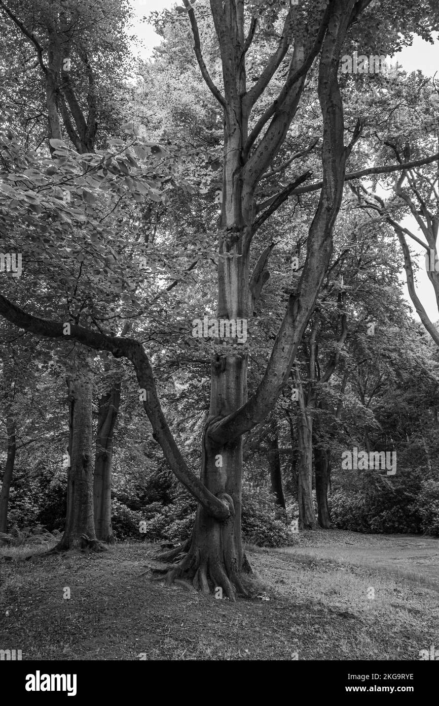 A vertical grayscale shot of a garden, a tall tree with strange thick