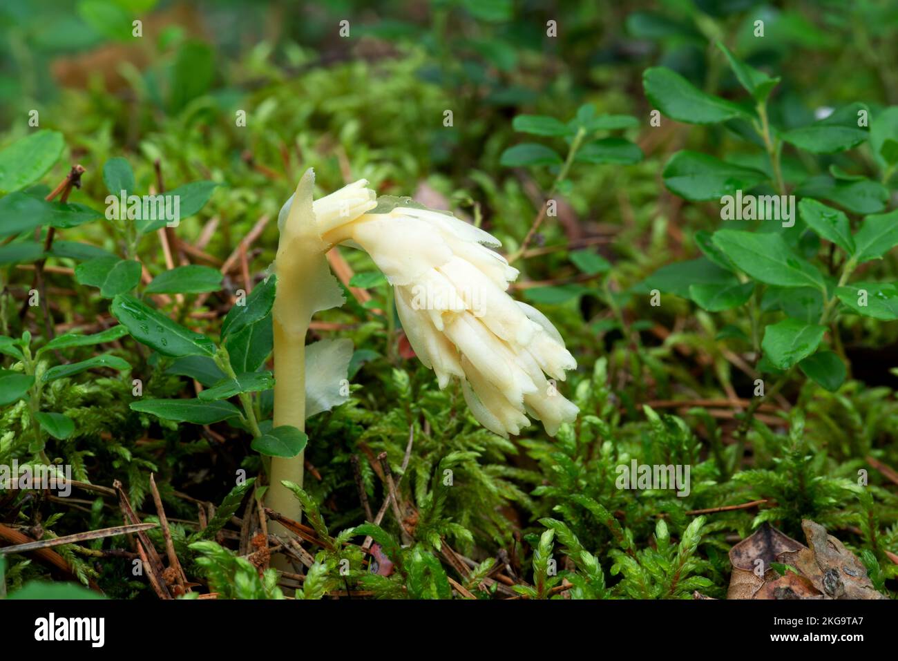 Parasitic plant without chlorophyll Pinesap (False beech-drops, Hypopitys monotropa) in a pine forest in Belarus, Europe Stock Photo