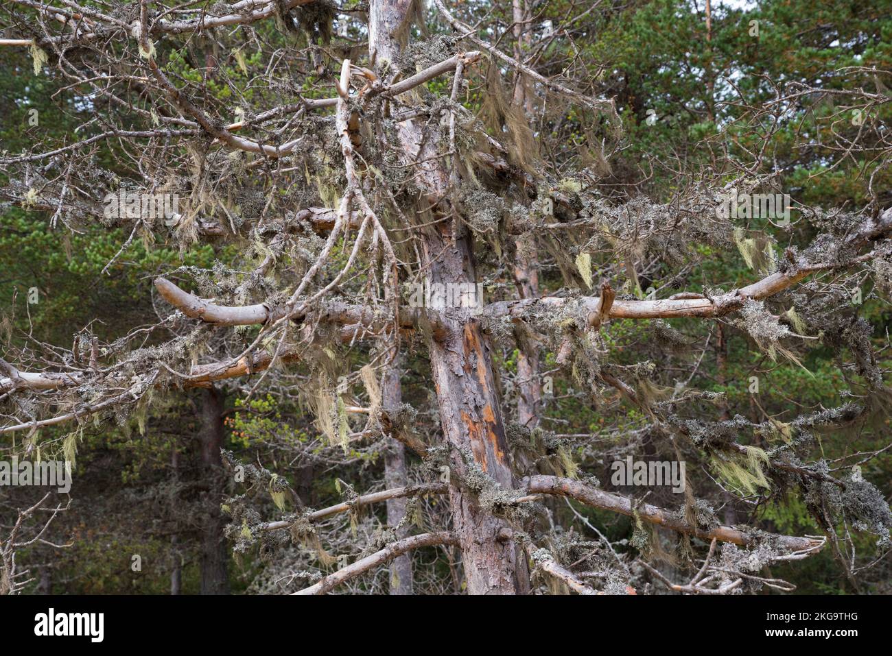 dead pine trees with lichens on the branches Stock Photo Alamy