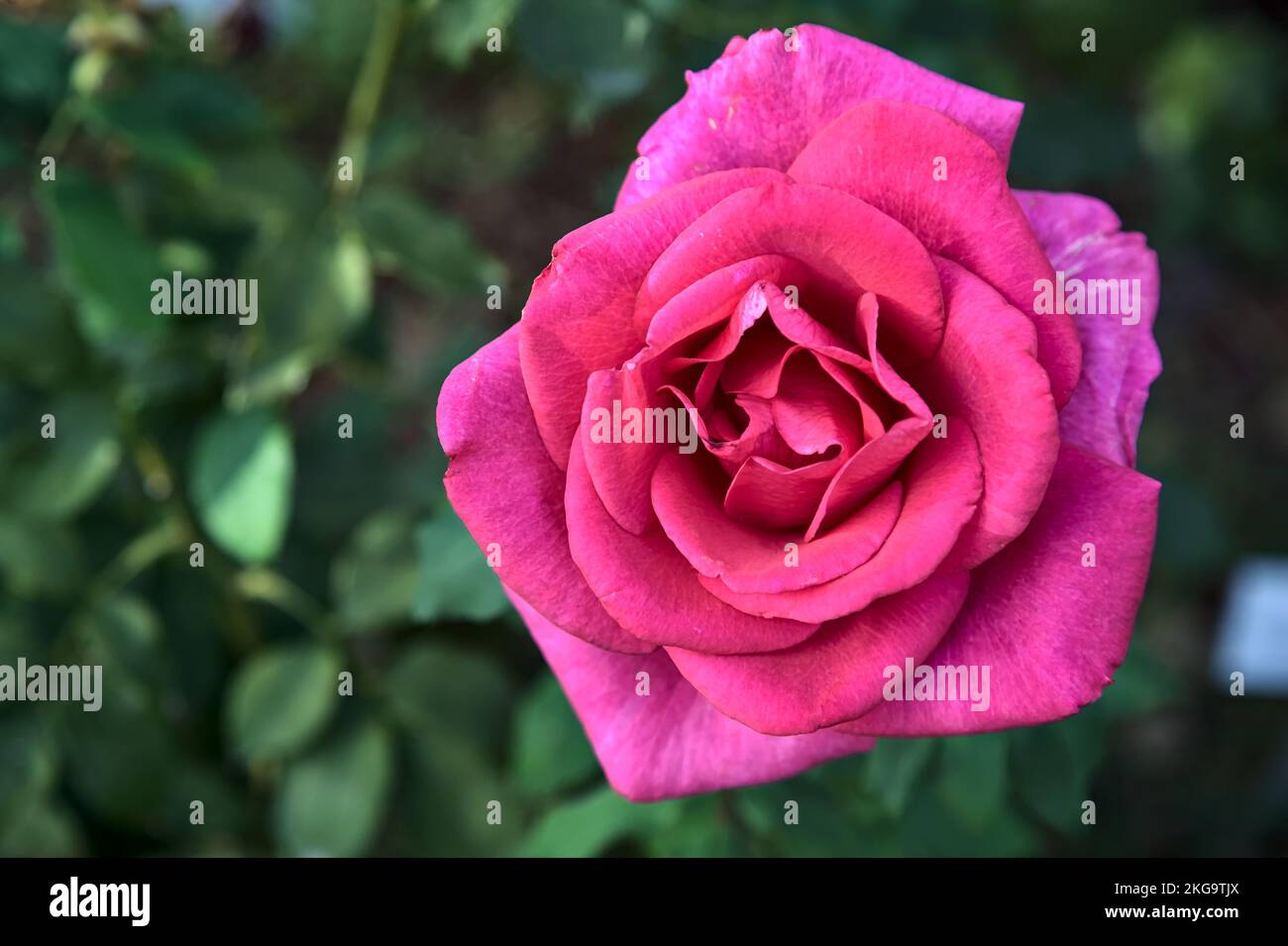 Pink hybrid tea rose in bloom seen up close Stock Photo Alamy