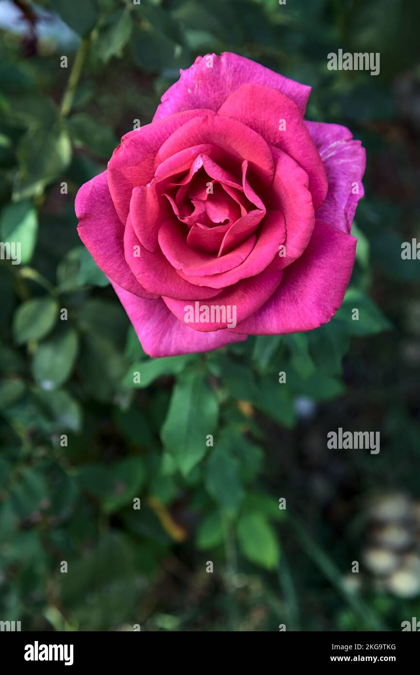 Pink hybrid tea rose in bloom seen up close Stock Photo - Alamy