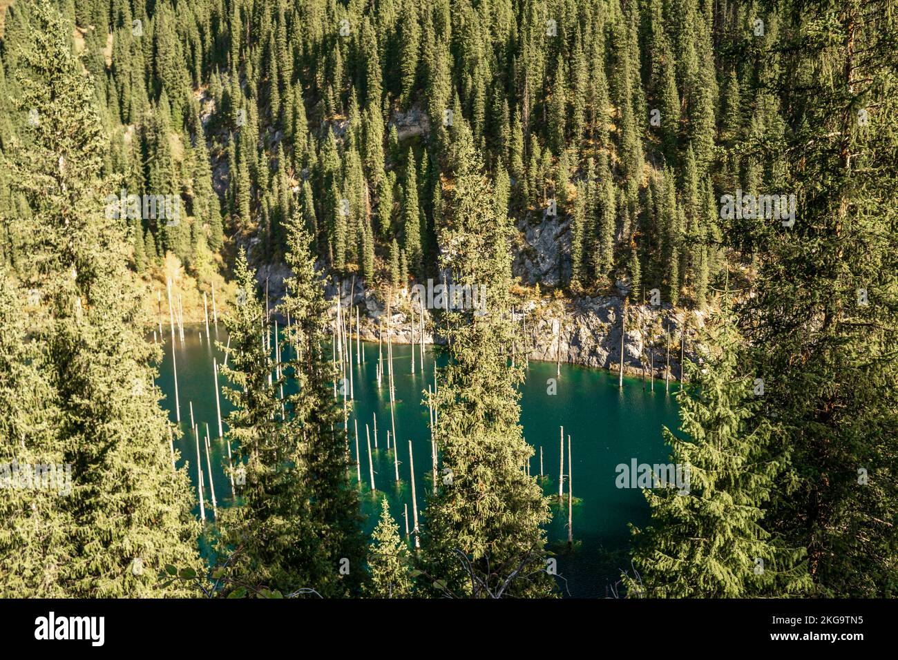 Lake Kaindy -  with trunks of submerged Picea schrenkiana trees.  Kazakhstan, Central Asia Stock Photo