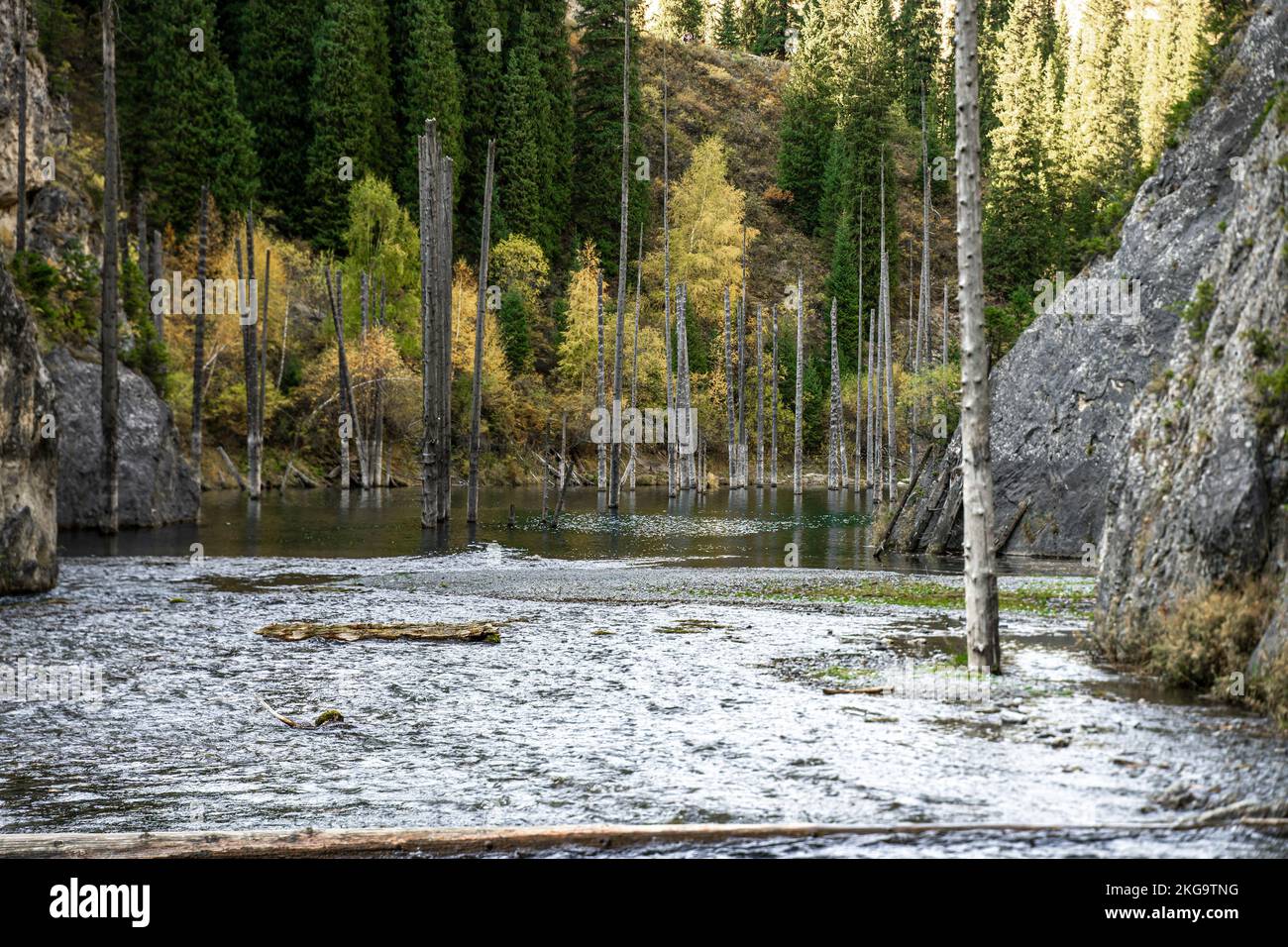 Lake Kaindy -  with trunks of submerged Picea schrenkiana trees.  Kazakhstan, Central Asia Stock Photo
