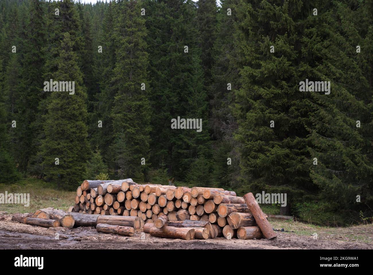 Responsibly Removing A Dead Trees In Europe Stock Photo Alamy