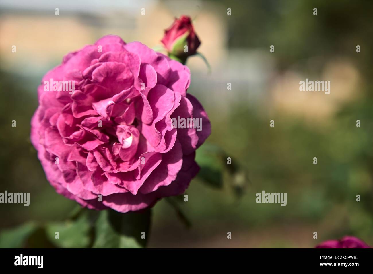 Purple english rose in bloom seen up close Stock Photo Alamy