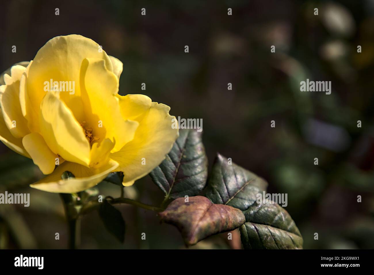 Yellow english rose in bloom seen up close Stock Photo Alamy