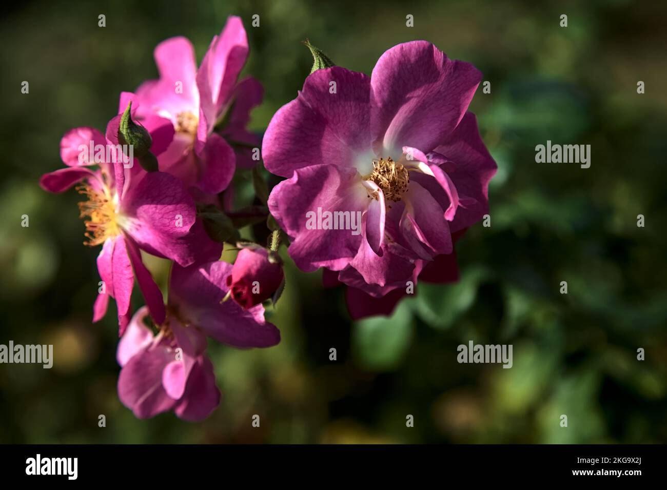 Purple  hybrid tea roses in bloom seen up close Stock Photo