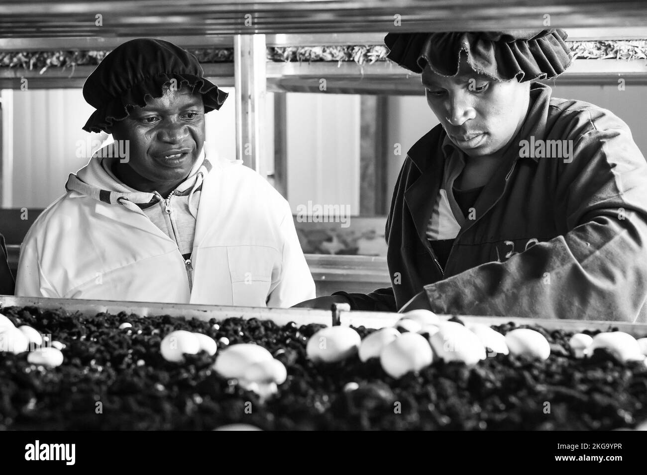 The Inside a Commercial Mushroom Farm and packaging facility in
