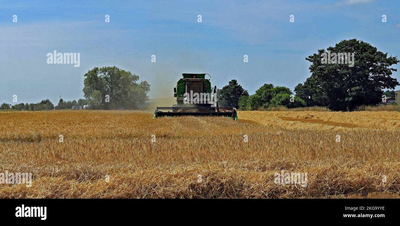 Combining off Higgins Lane, Burscough. On a warm afternoon in July the