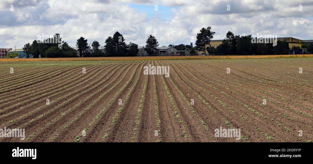 A planted crop of potatoes are just starting to push their first shoots