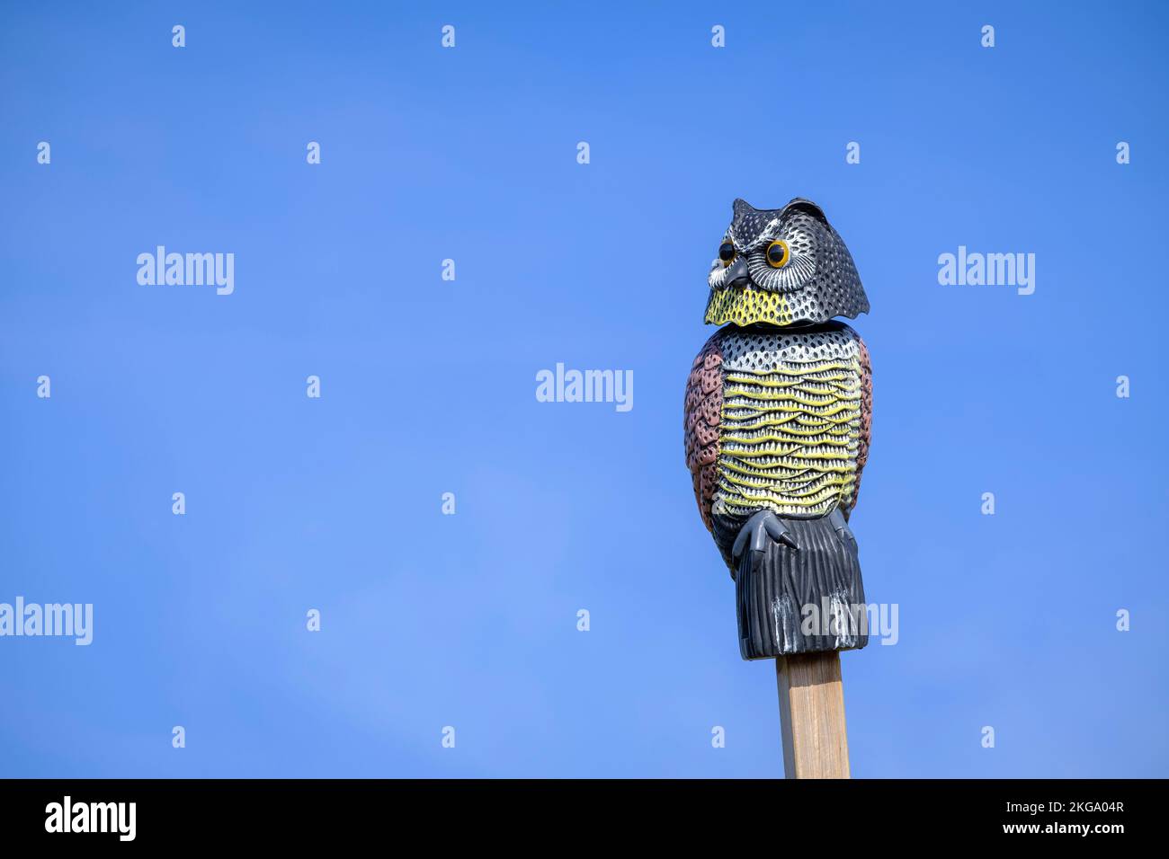 Fake owl placed to scare away small birds from the vineyards. Vinyes Olivardots. Girona province