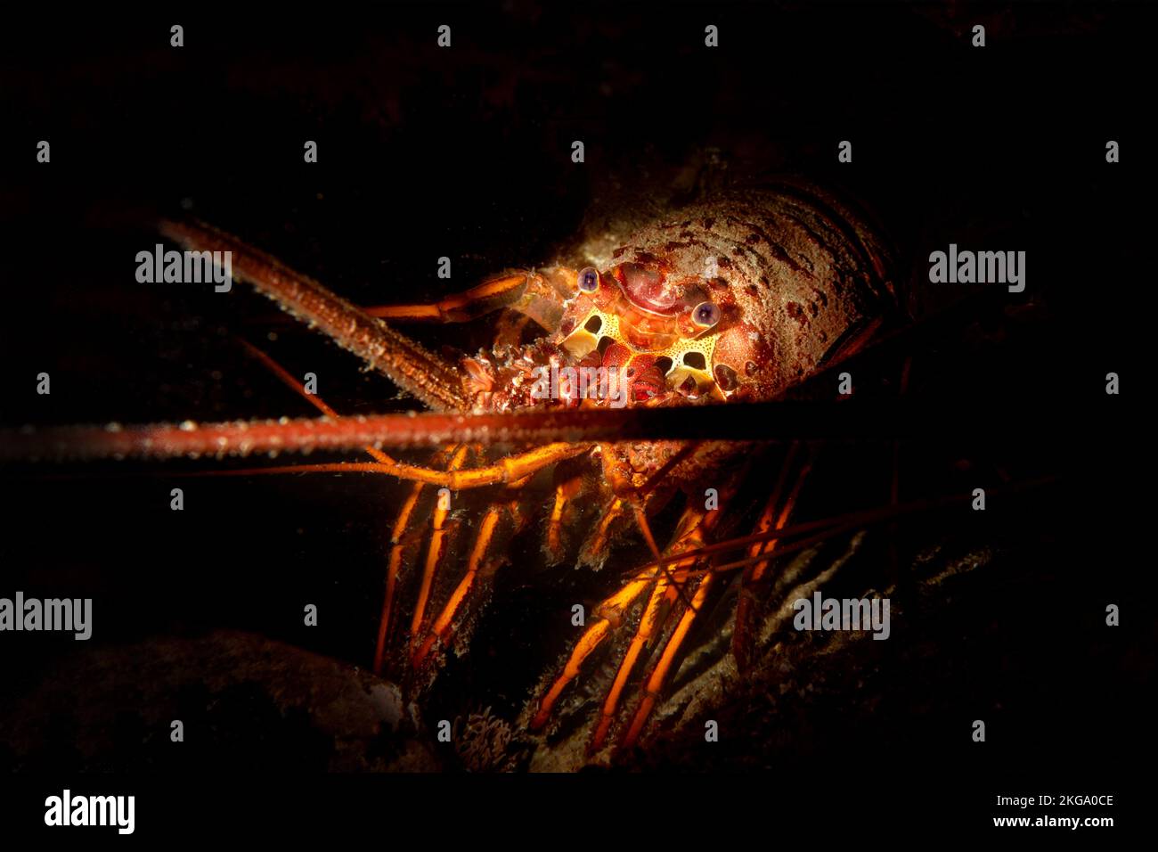 A California spiny lobster in a crevice was lit with a snooted strobe for a dramatic effect Stock Photo