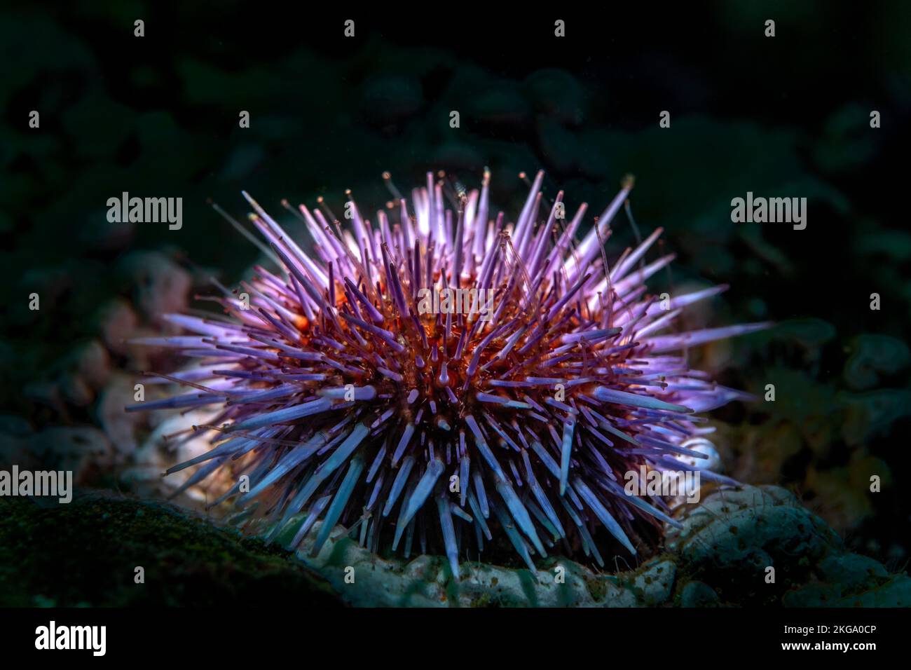 Backlighting of a common purple sea urchin on a reef at California's Channel Islands National Park brings out its true beauty. Stock Photo