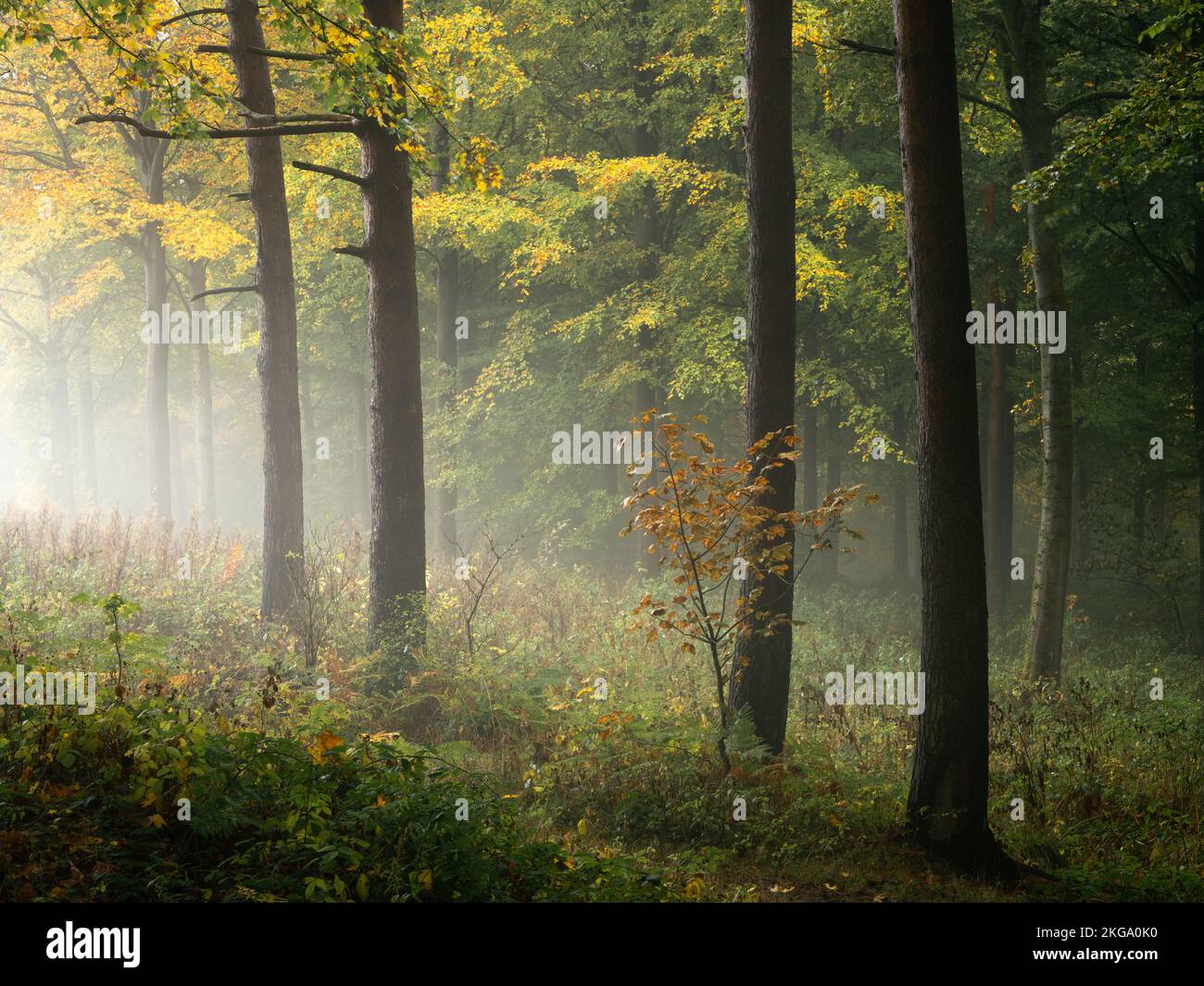 The colours of early autumn fill Chevin Forest Park on a damp October day with a single orange sapling dwarfed by the surrounding trees. Stock Photo