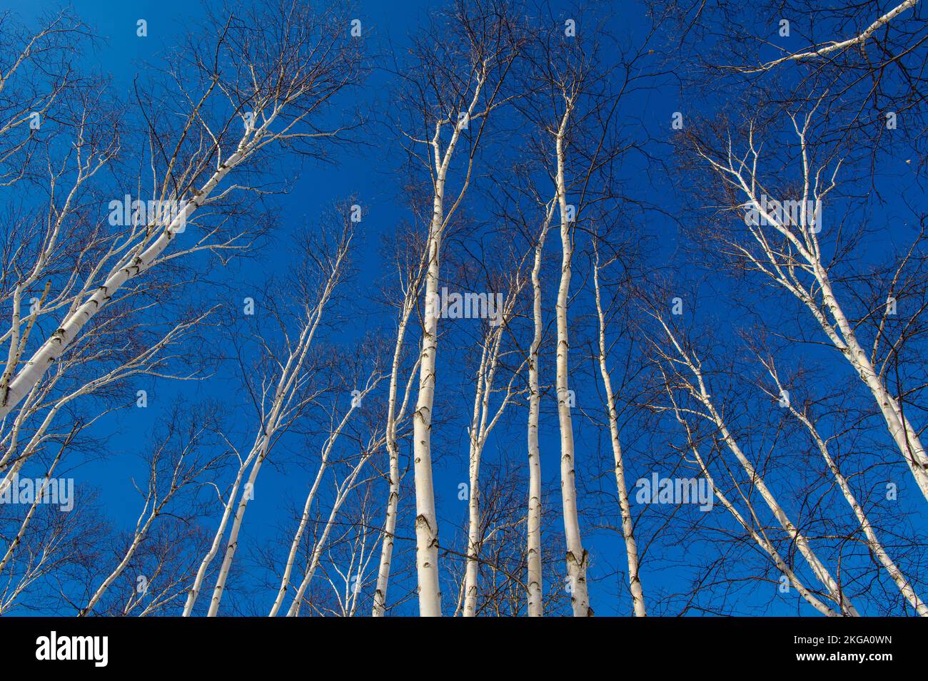 Birch tree trunks in early spring, Greater Sudbury, Ontario, Canada