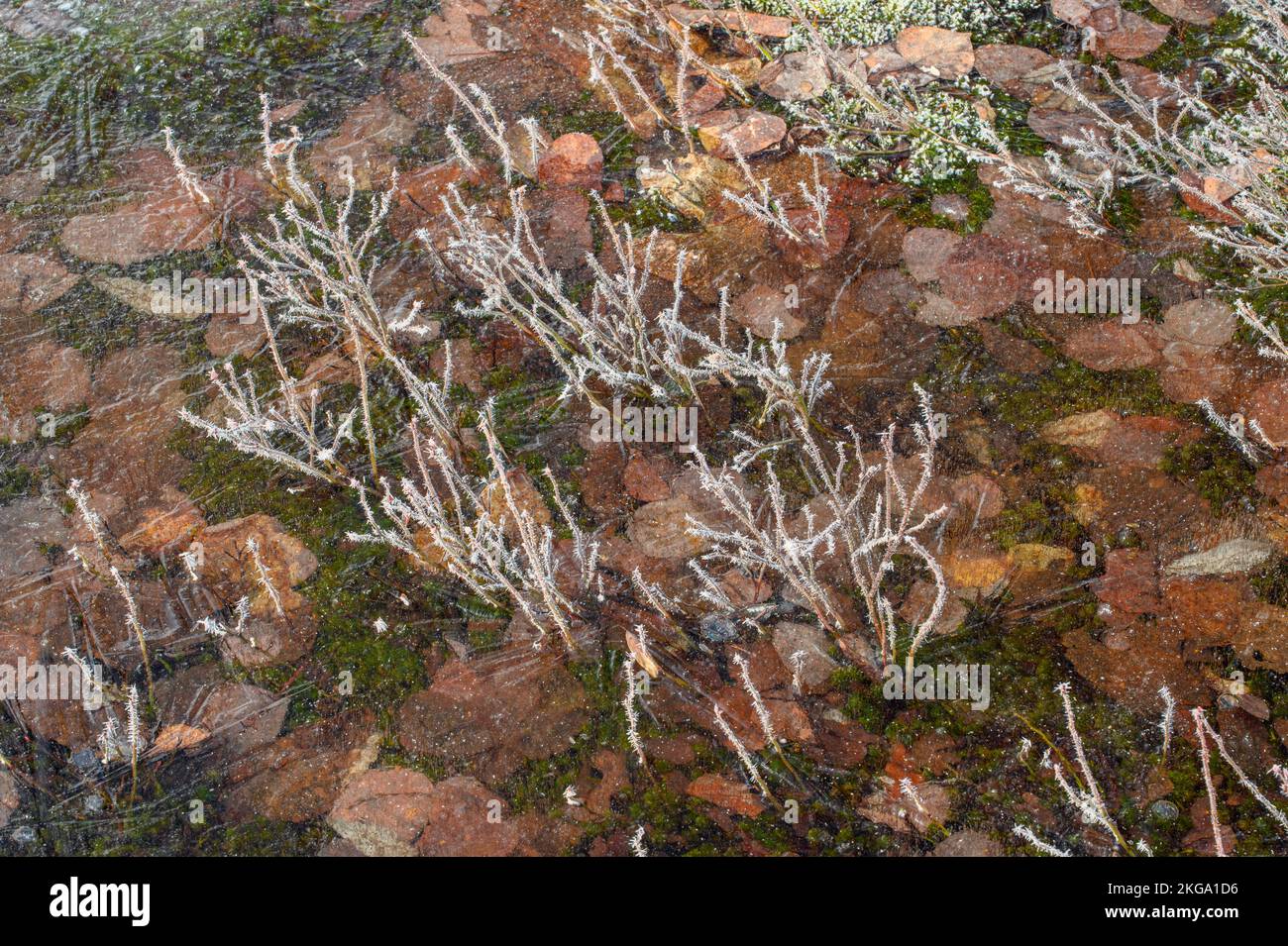 Frozen puddle, with morning frost in early spring, Greater Sudbury, Ontario, Canada Stock Photo