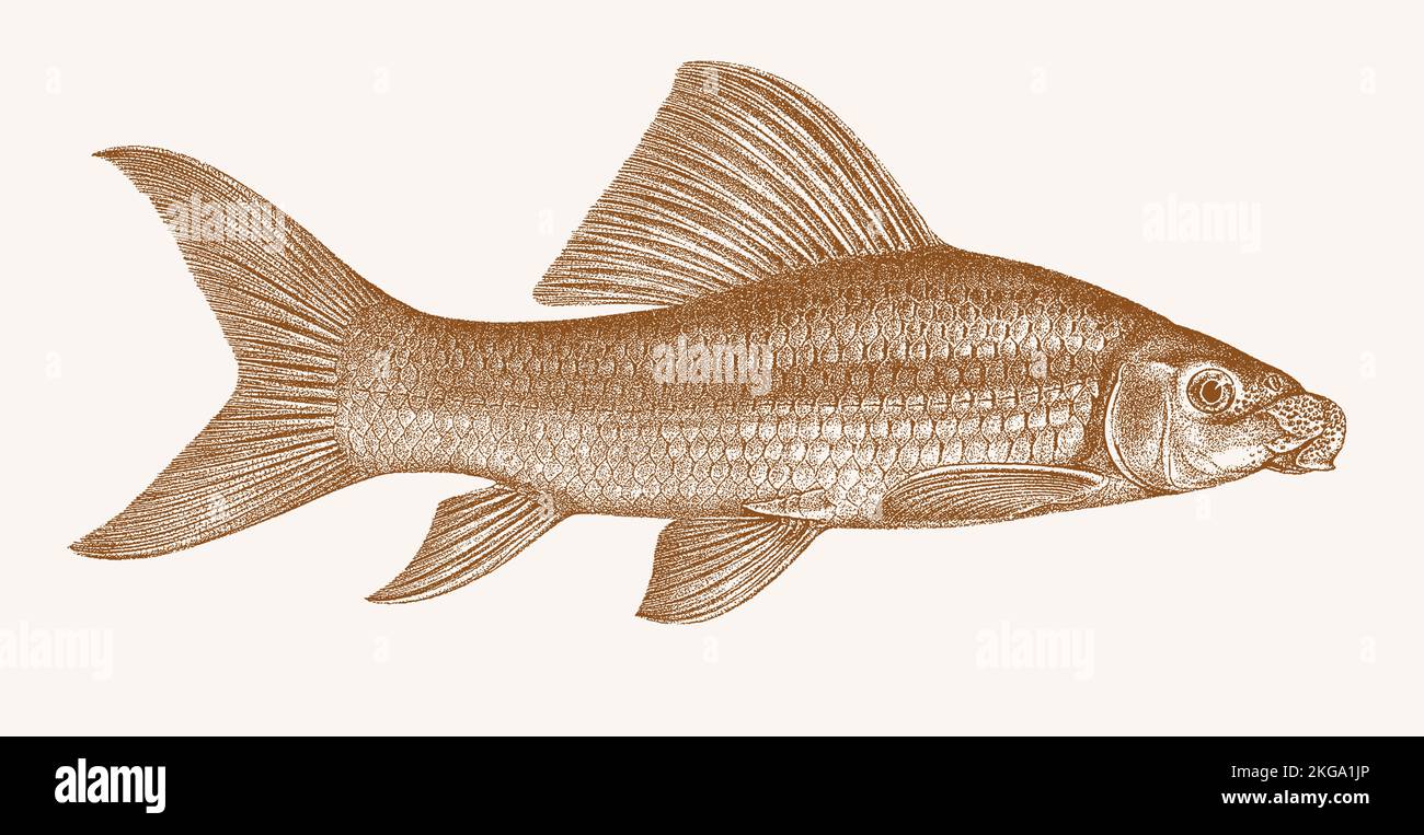 African carp labeo coubie, tropical freshwater fish in side view Stock Vector