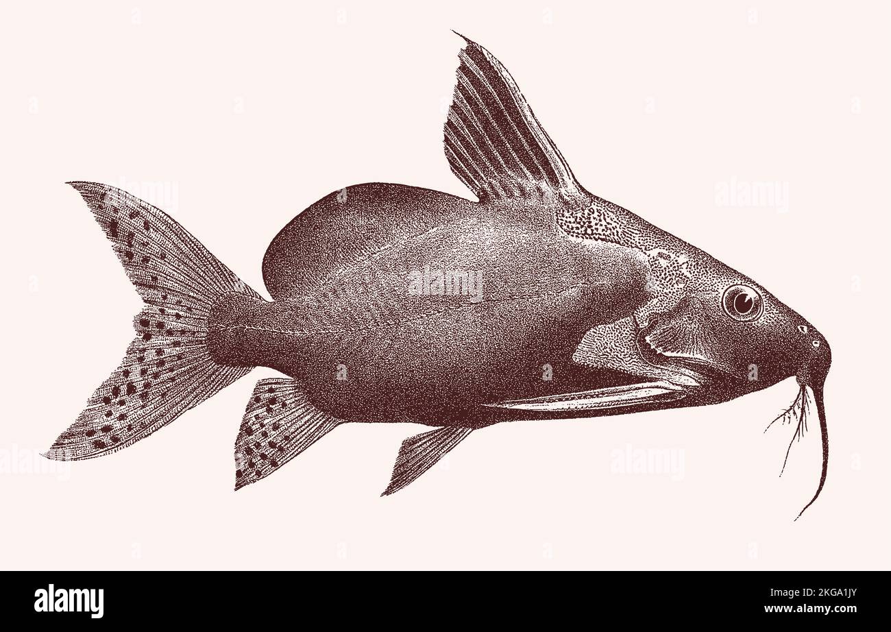 Upsidedown catfish synodontis batensoda, venomous tropical freshwater fish in side view Stock Vector