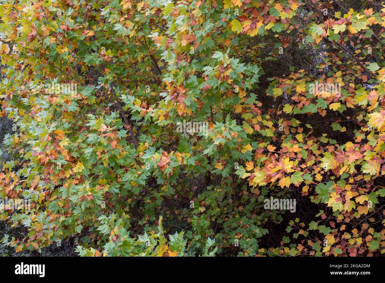 Hojas de diferentes colores de un bosque en otoño Stock Photo