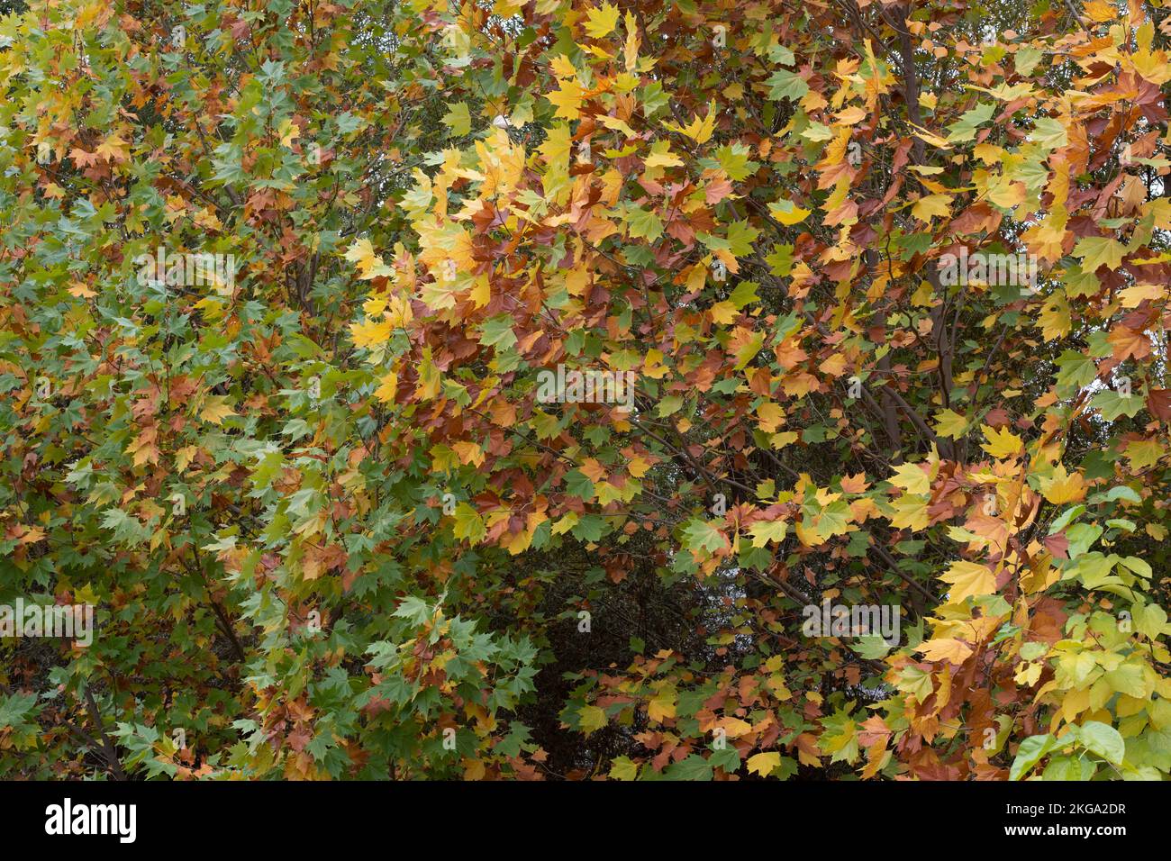 Hojas de diferentes colores de un bosque en otoño Stock Photo