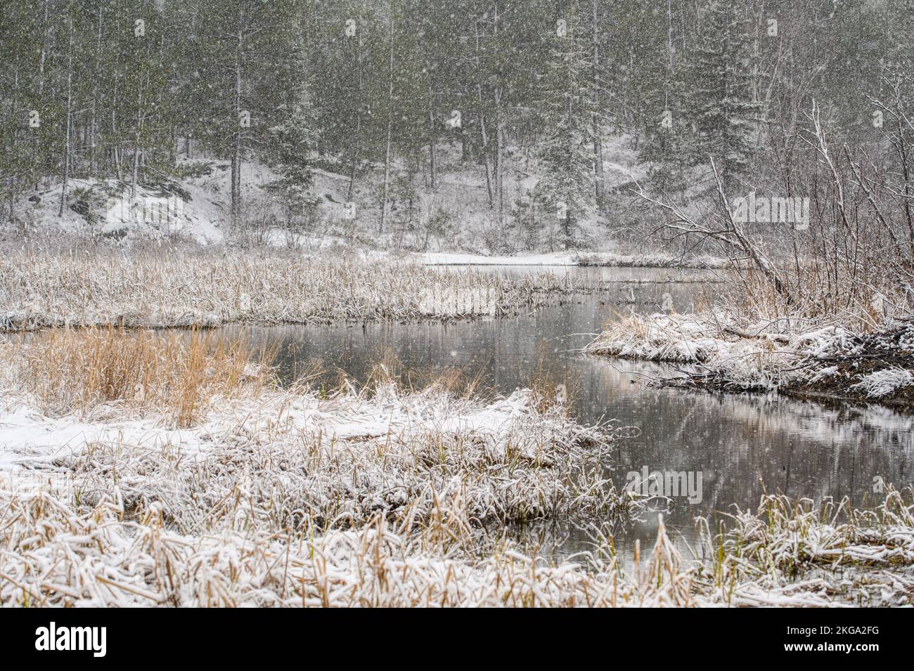 Early spring snow storm- fresh wet snow coating wetland vegetation, Greater Sudbury, Ontario, Canada Stock Photo