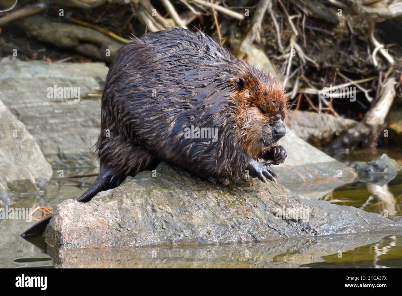 A sleepy Canadian Beaver resting on a big rock after coming out of hibernation in early Spring. Stock Photo