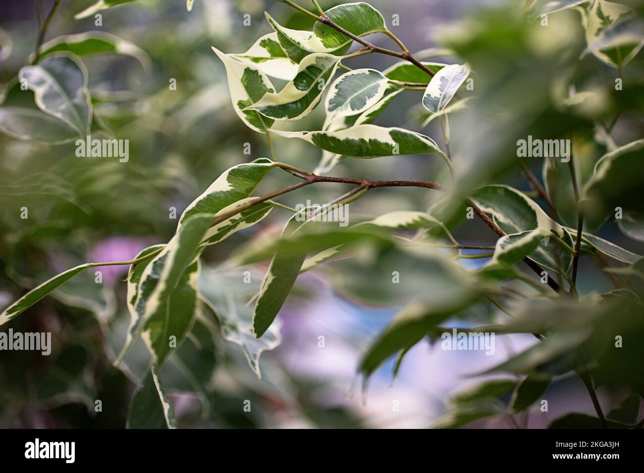 Closeup photography of ficuses buds in pots at greenhouse. Background from green leafs. Stock Photo