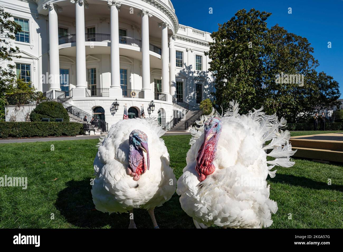 Washington, United States. 21st Nov, 2022. Broad-breasted White turkeys Chocolate and Chip wander the South Lawn of the White House, November 21, 2022 in Washington, DC The birds are destined for a long life of freedom after being pardoned by U.S. President Joe Biden during the traditional Thanksgiving Turkey Pardon. Credit: Adam Schultz/White House Photo/Alamy Live News Stock Photo