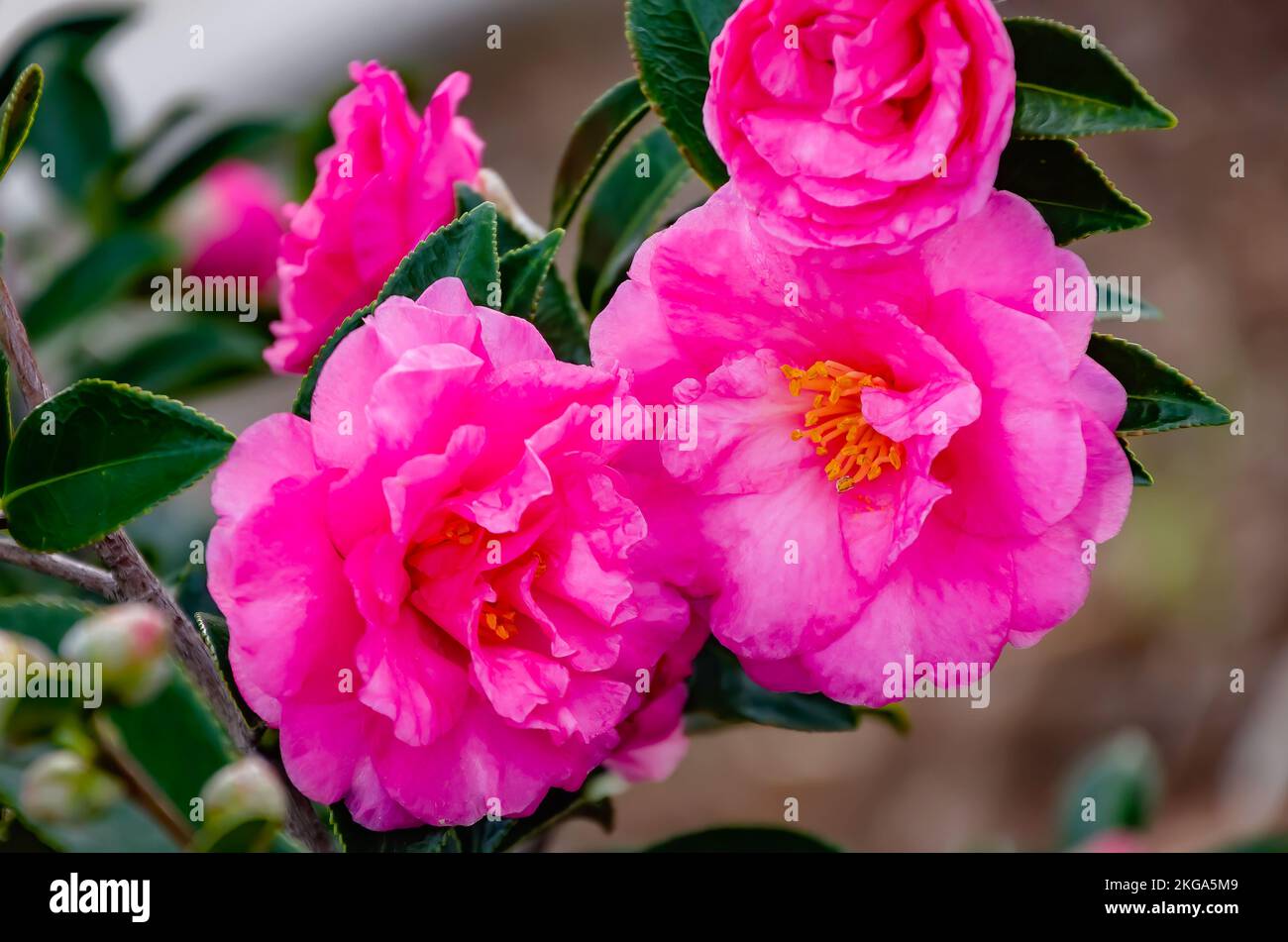 A pink Japanese camellia (Camellia japonica) blooms, Nov. 20, 2022, in Mobile, Alabama. Stock Photo