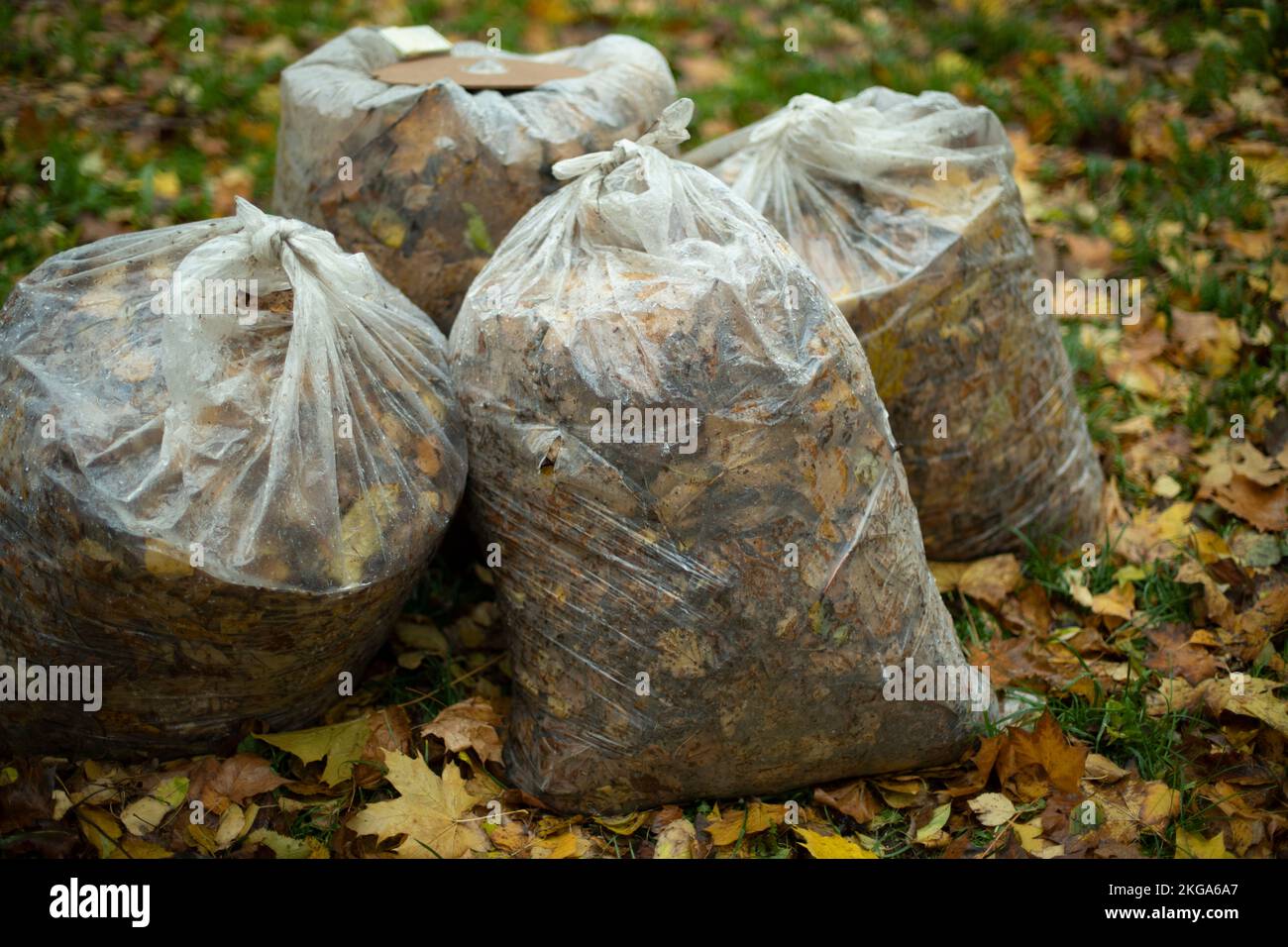 https://c8.alamy.com/comp/2KGA6A7/bags-of-leaves-transparent-bag-with-foliage-cleaning-in-yard-in-autumn-plastic-garbage-bags-2KGA6A7.jpg